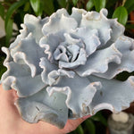 Echeveria Crispate Beauty Succulent Close-up of Echeveria â€˜Crispate Beautyâ€™, showing pale blue-grey ruffled leaves with slightly curled edges, held in hand against a leafy background. 1