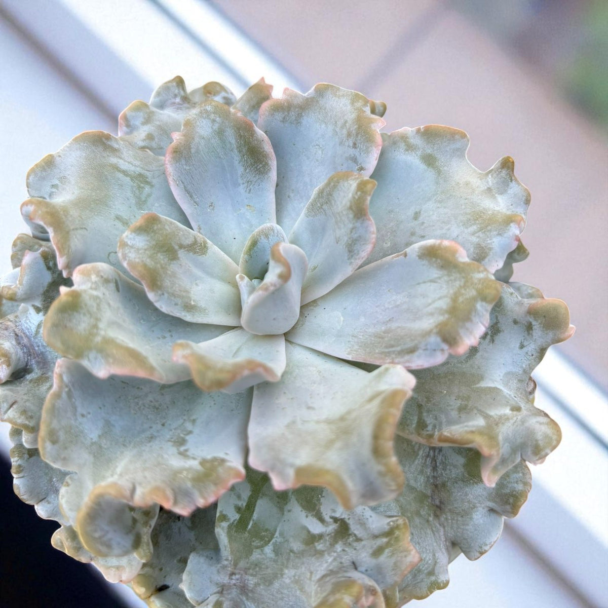 Echeveria Crispate Beauty Succulent Overhead view of Echeveria â€˜Crispate Beautyâ€™ rosette, with ruffled grey-green leaves tinged with soft pink at the edges. 2