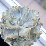 Echeveria Crispate Beauty Succulent Overhead view of Echeveria â€˜Crispate Beautyâ€™ rosette, with ruffled grey-green leaves tinged with soft pink at the edges. 2
