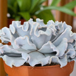 Echeveria Crispate Beauty Succulent Side view of Echeveria â€˜Crispate Beautyâ€™ in a terracotta pot, displaying its distinctive frilled, blue-grey leaves. 3