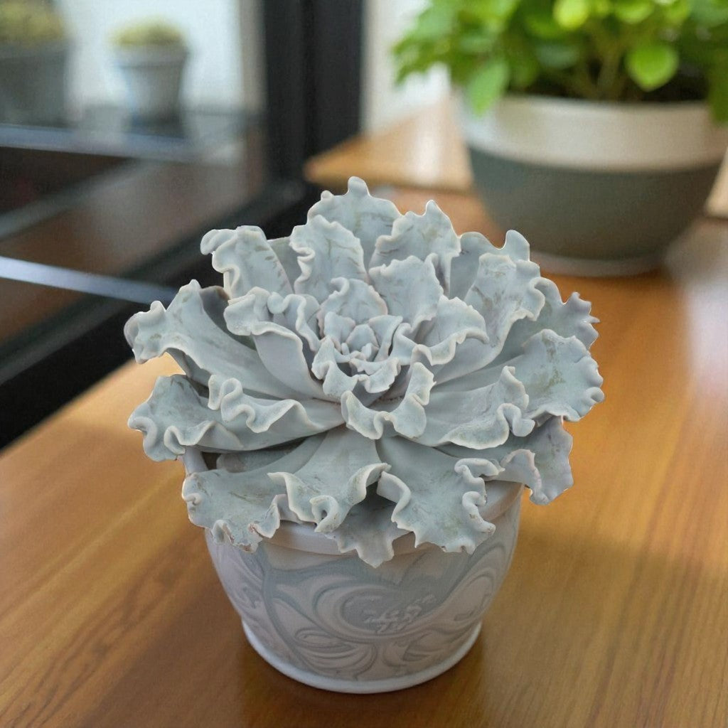Echeveria Crispate Beauty Succulent Echeveria â€˜Crispate Beautyâ€™ growing in a decorative white pot, with layered ruffled leaves creating a sculptural rosette, placed on a wooden table indoors. 4