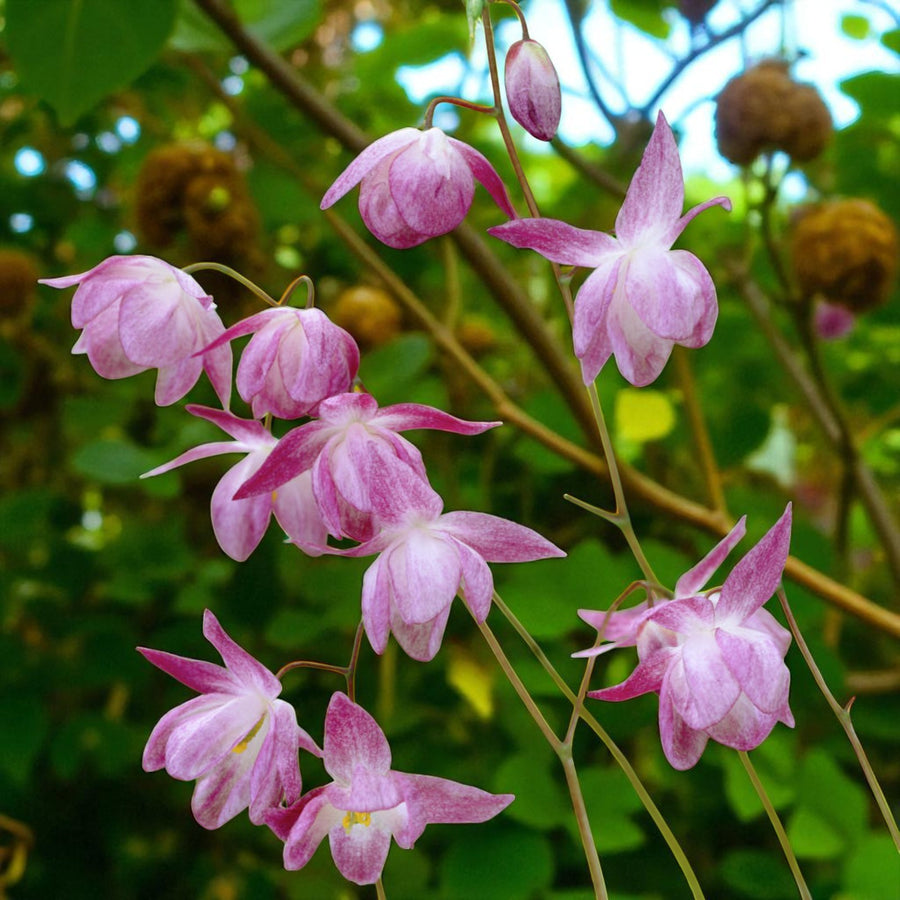 Epimedium Roseum Bare Root  1