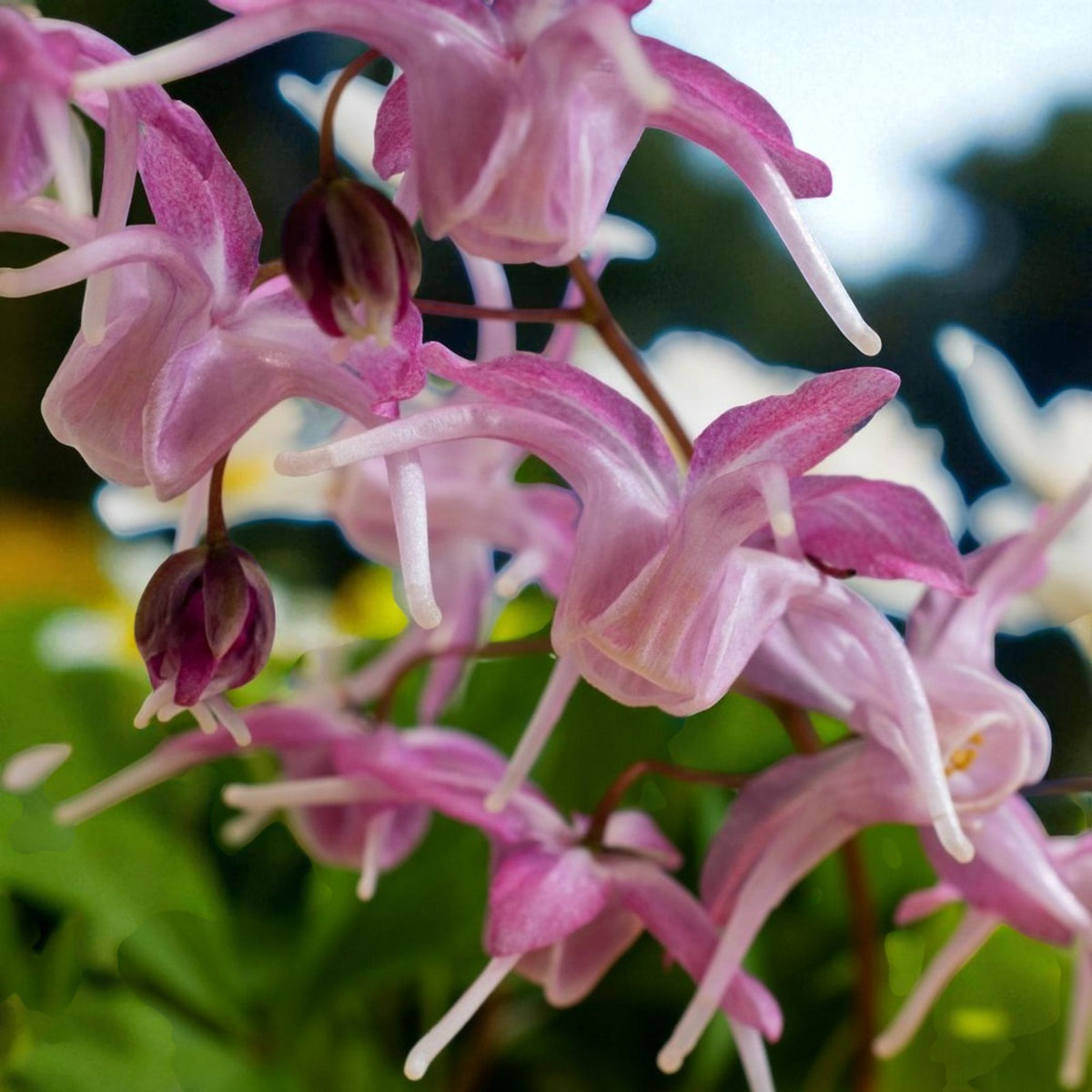 Epimedium Roseum Bare Root  2