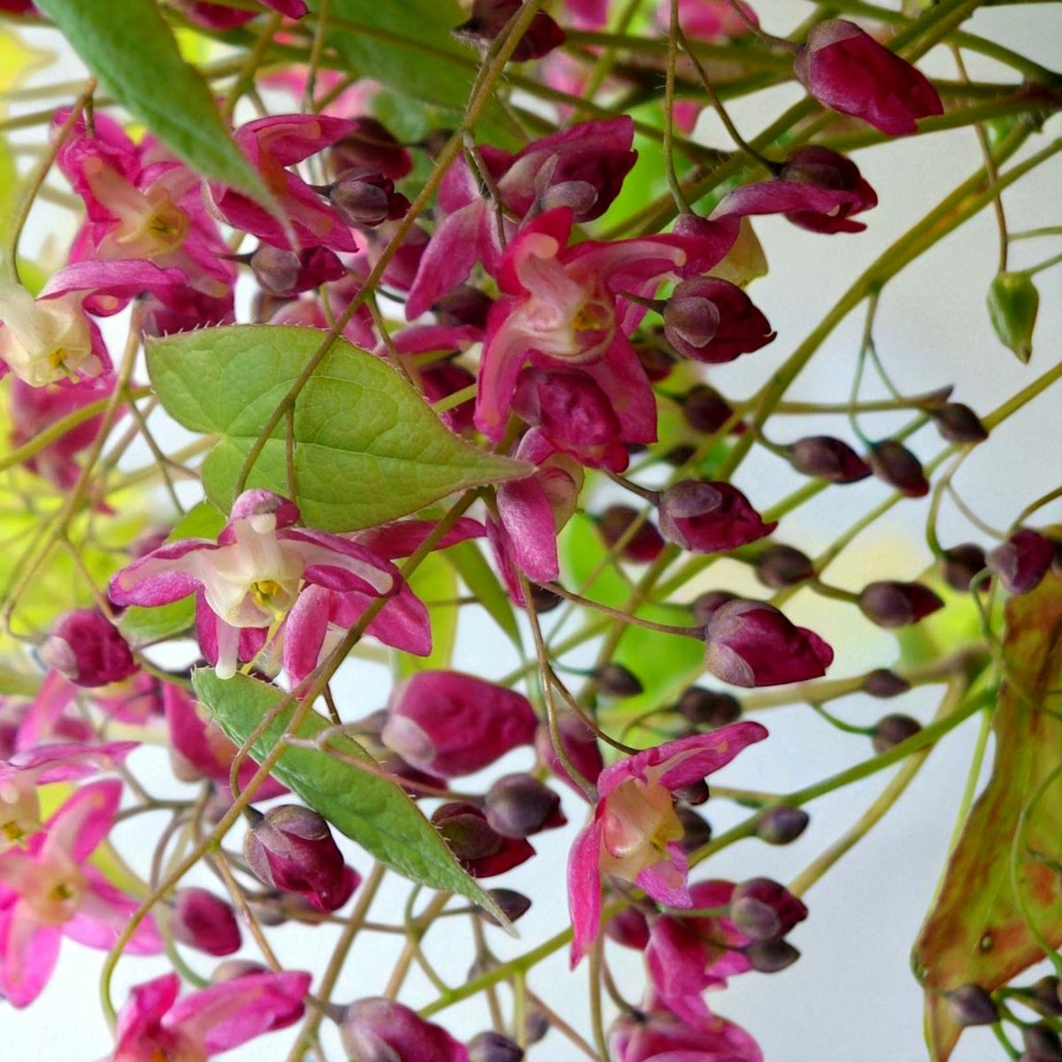 Epimedium Rubrum Bare Root  3