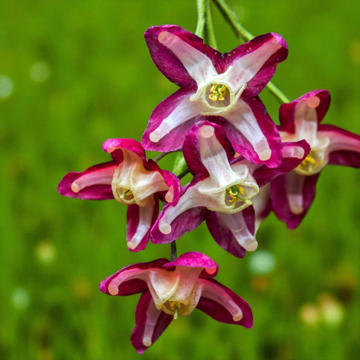 Epimedium Rubrum Bare Root  2