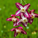 Epimedium Rubrum Bare Root  2