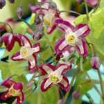Epimedium Rubrum Bare Root  4
