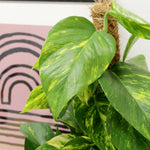 Devil's Ivy Pothos on Moss Pole EPIPREAURMOSPL-epipremnum pinatum qureum on moss pole devils ivy indoor plant-image2 2