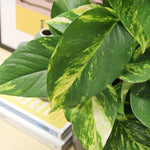 Devil's Ivy Pothos on Moss Pole EPIPREAURMOSPL-epipremnum pinatum qureum on moss pole devils ivy indoor plant-image3 3