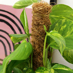 Devil's Ivy Pothos on Moss Pole EPIPREAURMOSPL-epipremnum pinatum qureum on moss pole devils ivy indoor plant-image4 4