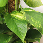 Devil's Ivy Pothos on Moss Pole EPIPREAURMOSPL-epipremnum pinatum qureum on moss pole devils ivy indoor plant-image5 5