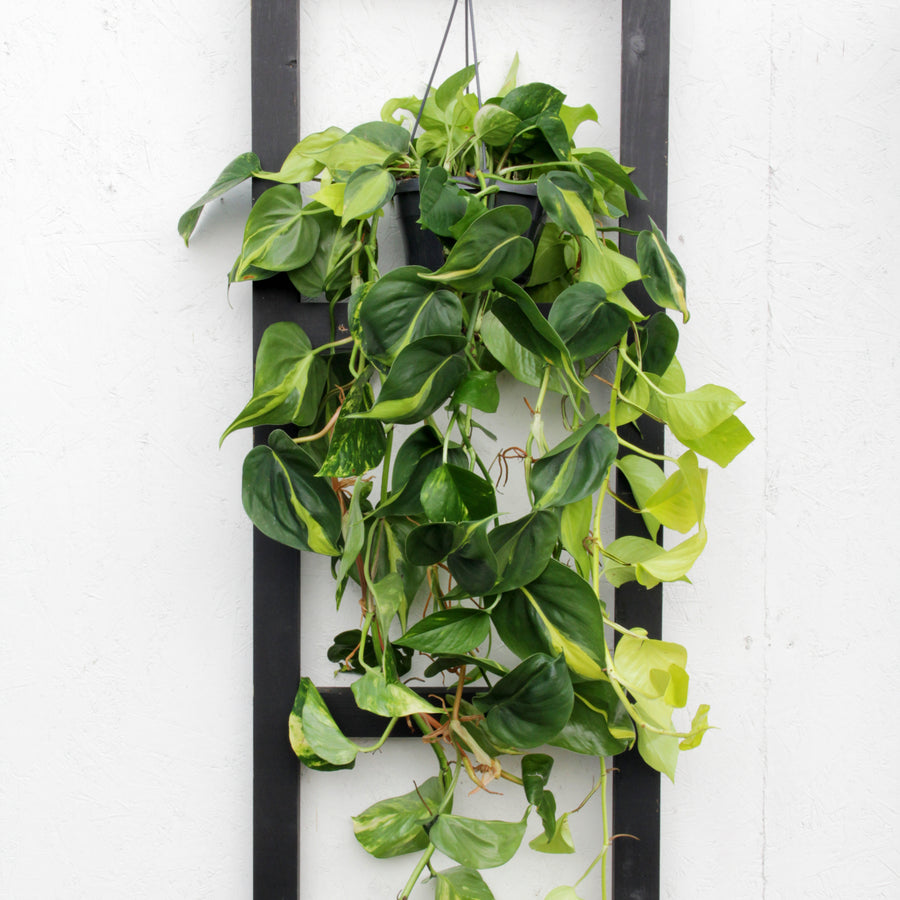 Epipremnum Pinatum Tricolore in 15cm Hanging Pot EPIPREMUMTRICLR-epipremnum tricolore pothos hanging indoor plant-3 1