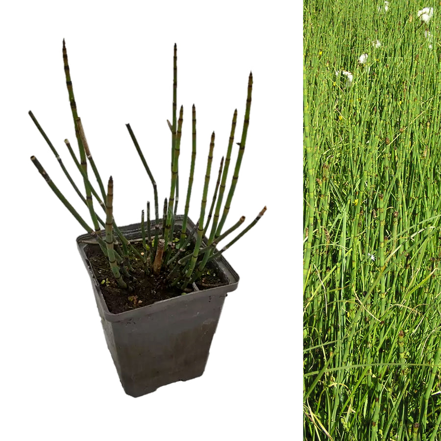 Water Horsetail - Equisetum fluviatile EQUITMFLUV-1 1