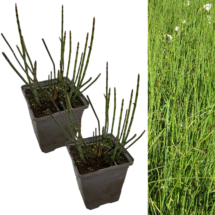 Water Horsetail - Equisetum fluviatile EQUITMFLUV-2 8