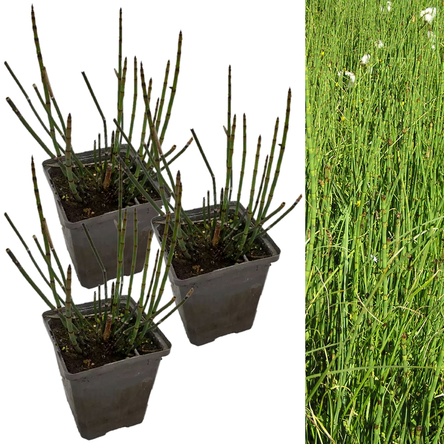 Water Horsetail - Equisetum fluviatile EQUITMFLUV-3 9