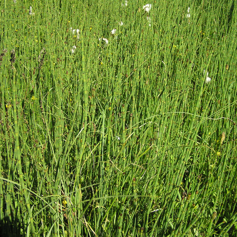 Water Horsetail - Equisetum fluviatile EQUITMFLUV-image2 3