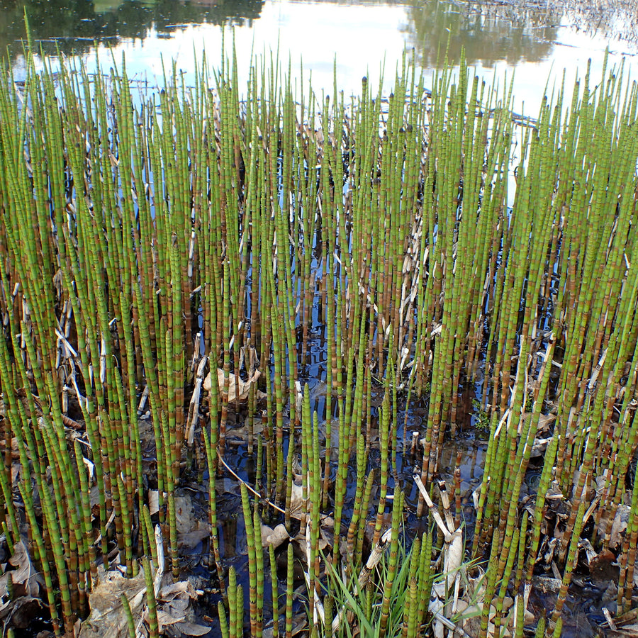 Water Horsetail - Equisetum fluviatile EQUITMFLUV-image3 5