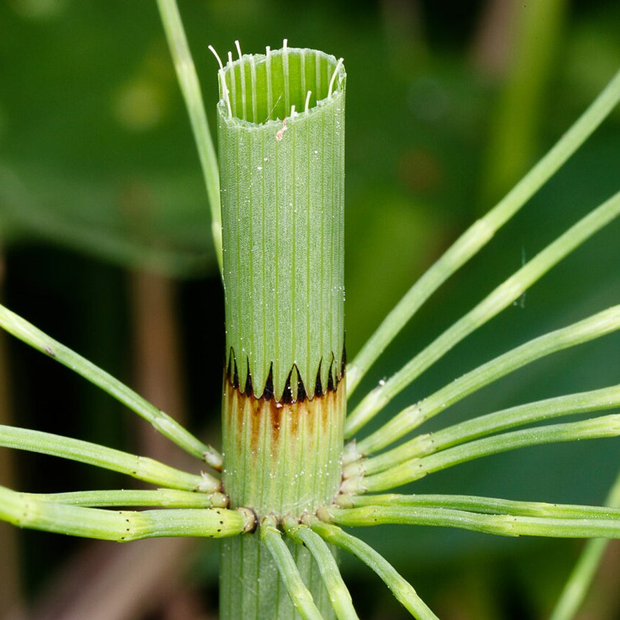 Water Horsetail - Equisetum fluviatile EQUITMFLUV-image4 4