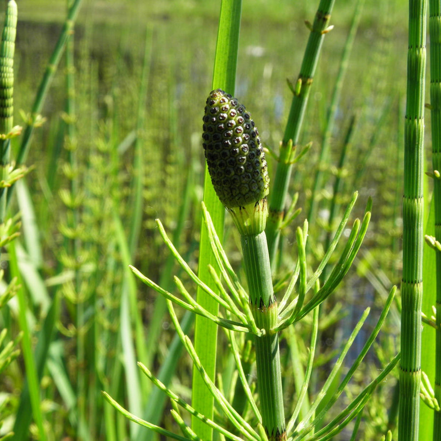Water Horsetail - Equisetum fluviatile EQUITMFLUV-image5 6