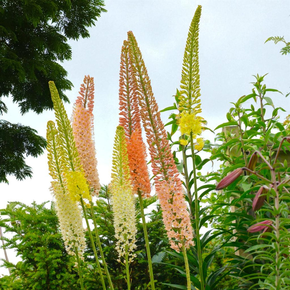 Eremurus Hybrids Mix Bare Root  2