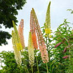 Eremurus Hybrids Mix Bare Root  2