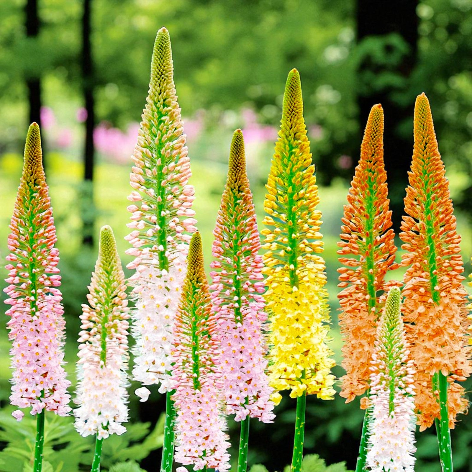 Eremurus Hybrids Mix Bare Root