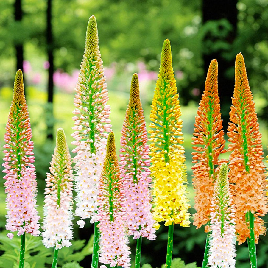 Eremurus Hybrids Mix Bare Root  1