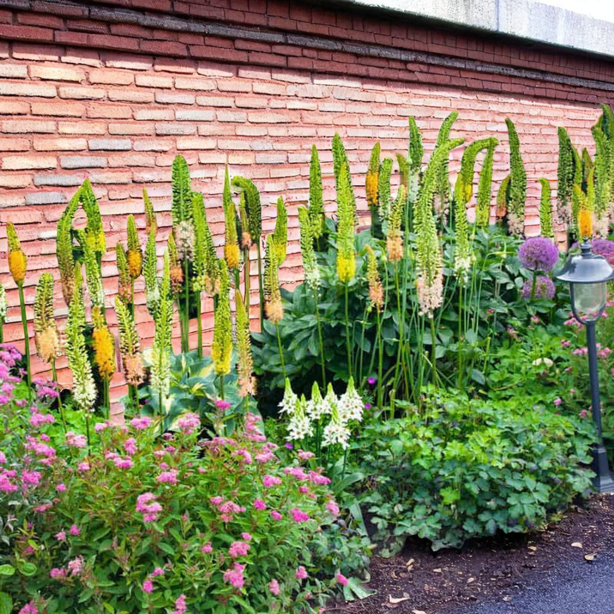 Eremurus Hybrids Mix Bare Root  3