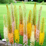 Eremurus Hybrids Mix Bare Root  4