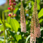 Eremurus Romance Bare Root  1