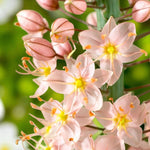 Eremurus Romance Bare Root  2