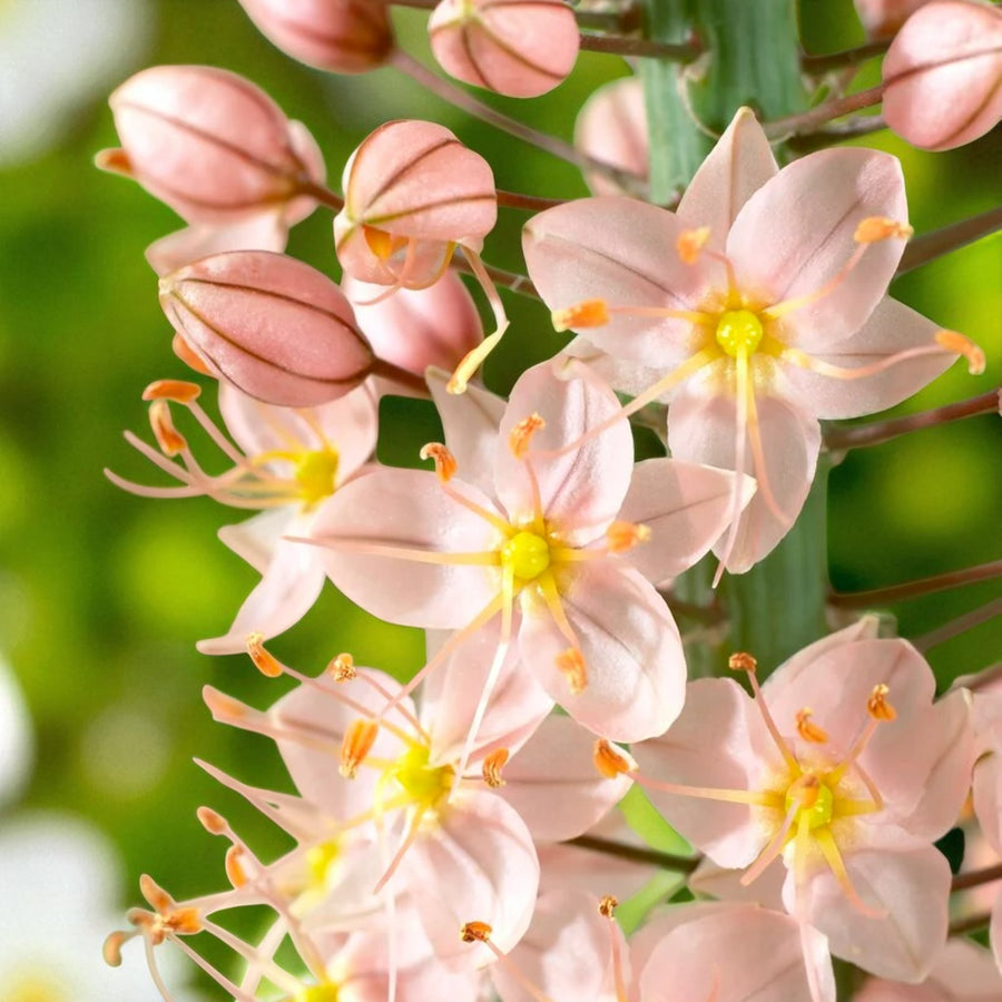 Eremurus Romance Bare Root  2