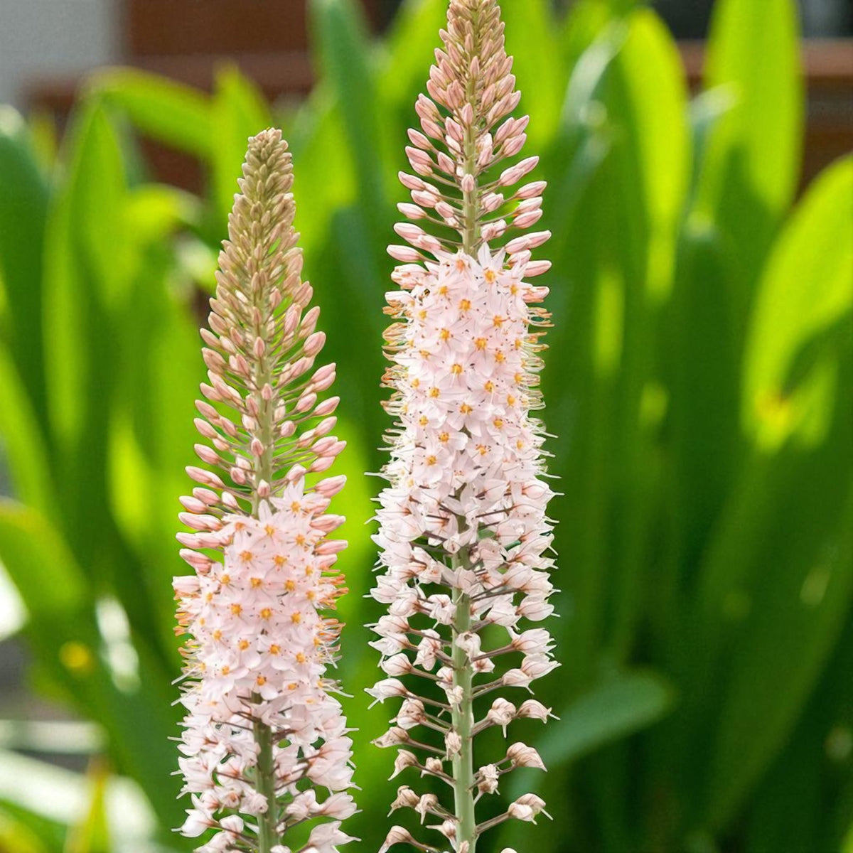 Eremurus Romance Bare Root  4