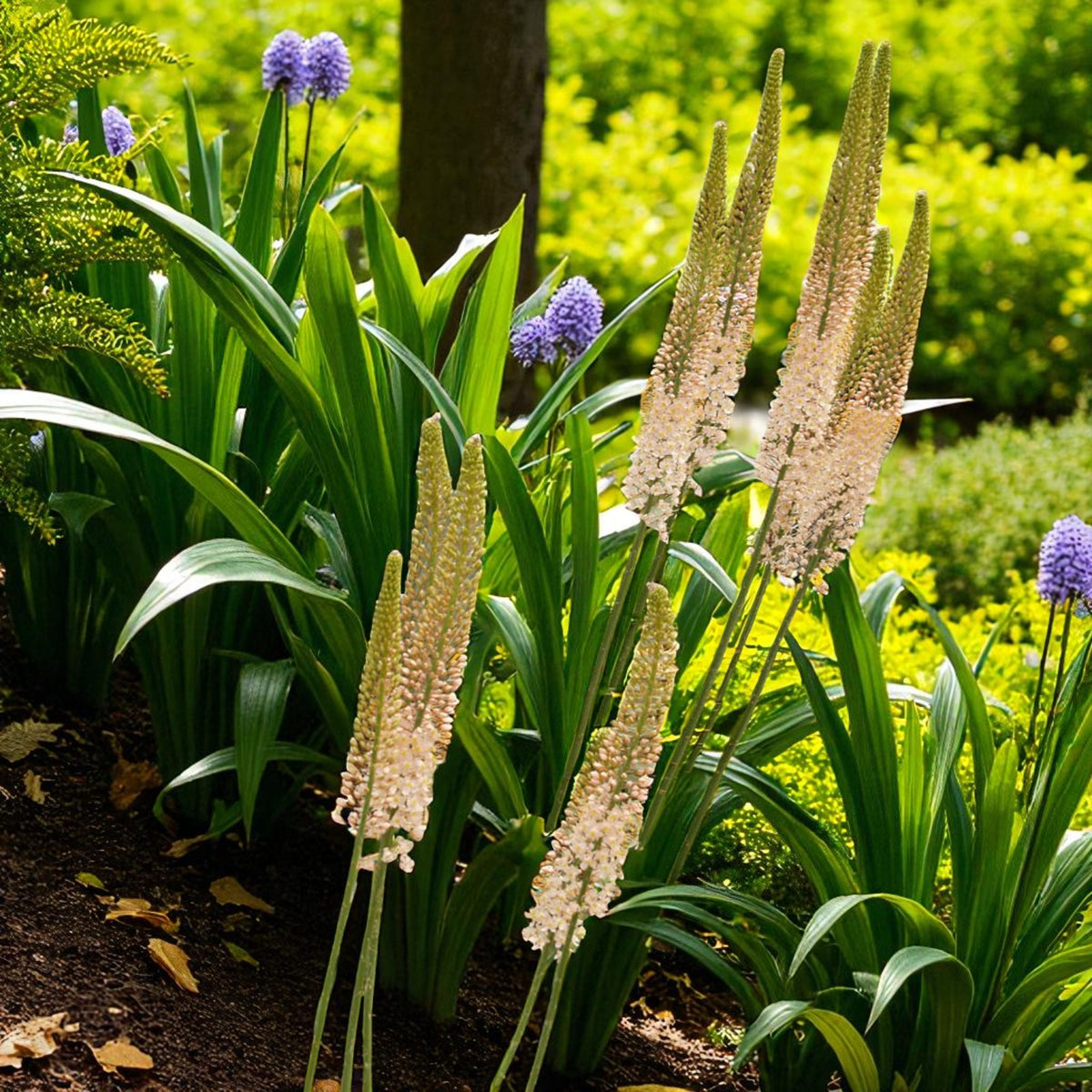 Eremurus Romance Bare Root  3