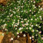 Erigeron Blutenmeer Bare Root  4