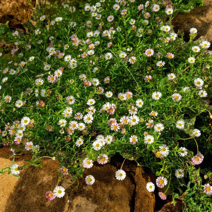 Erigeron Blutenmeer Bare Root  4
