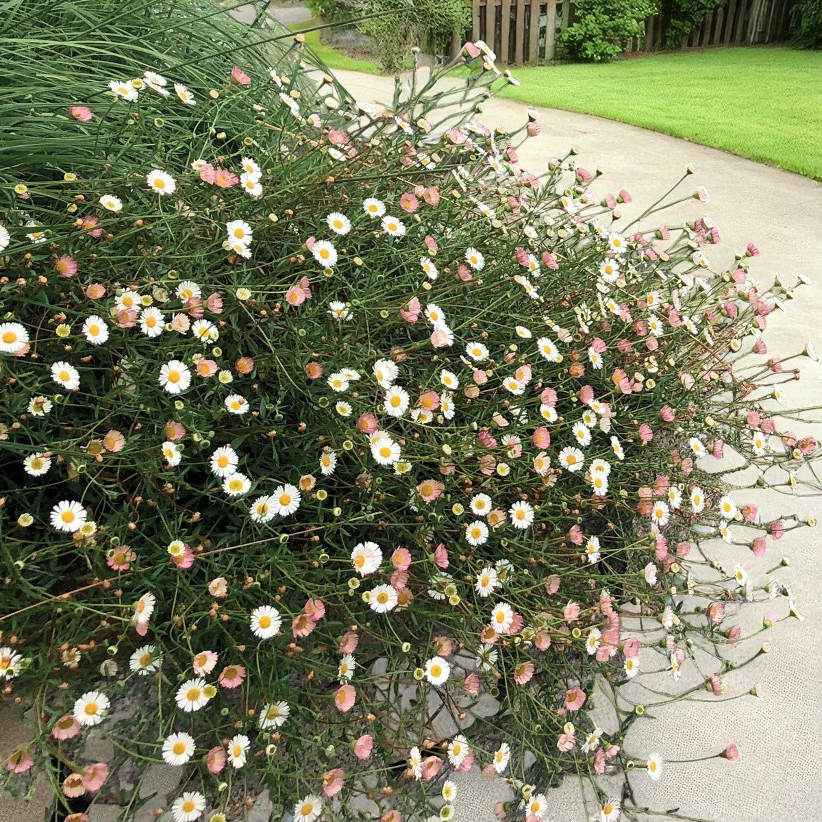 Erigeron Blutenmeer Bare Root  3