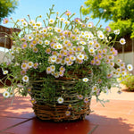 Erigeron Blutenmeer Bare Root  2