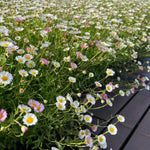 Erigeron Blutenmeer Bare Root  1