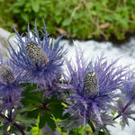 Eryngium Blue Star Bare Root  4