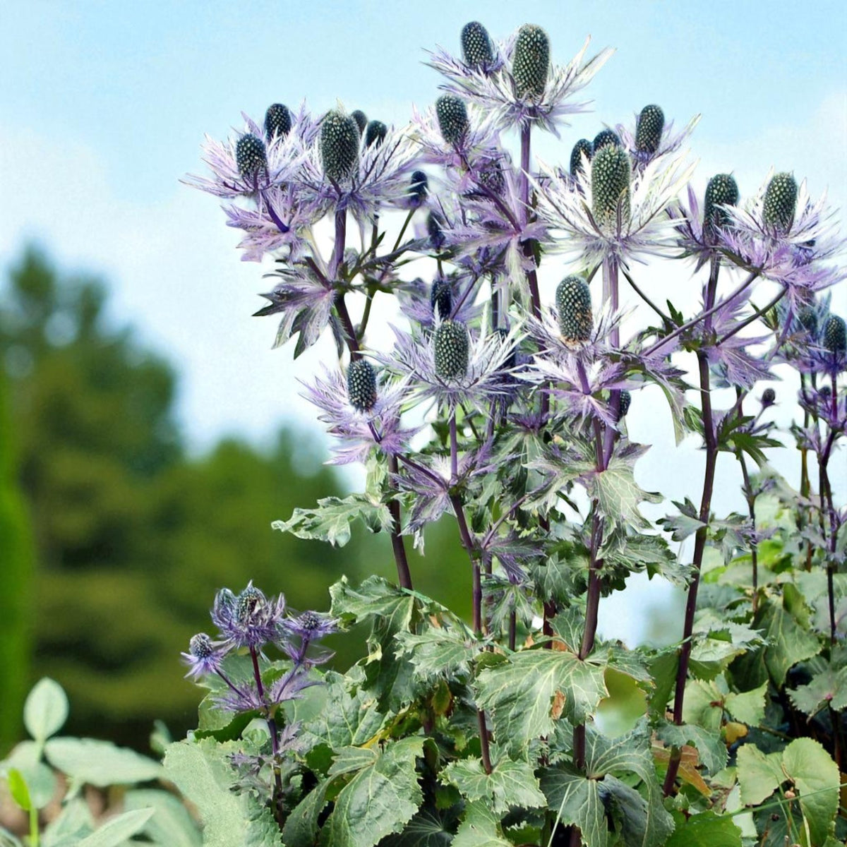 Eryngium Blue Star Bare Root  3