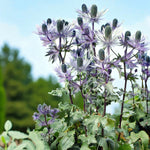 Verbena, Eryngium & Echinacea Bare Root Mix  3