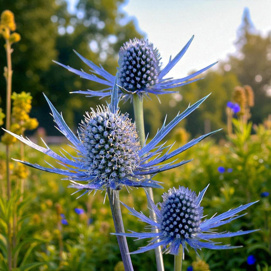Eryngium Blue Star Bare Root  1