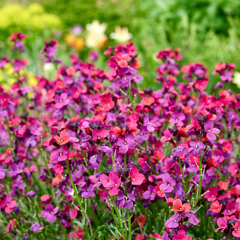 Erysimum Red Jep group of red and mauve erysimum flowers on green background 1