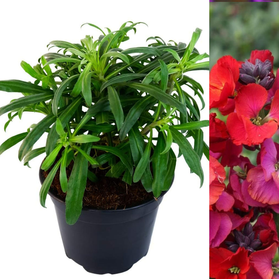 Erysimum Red Jep single erysimum plant on white background 2