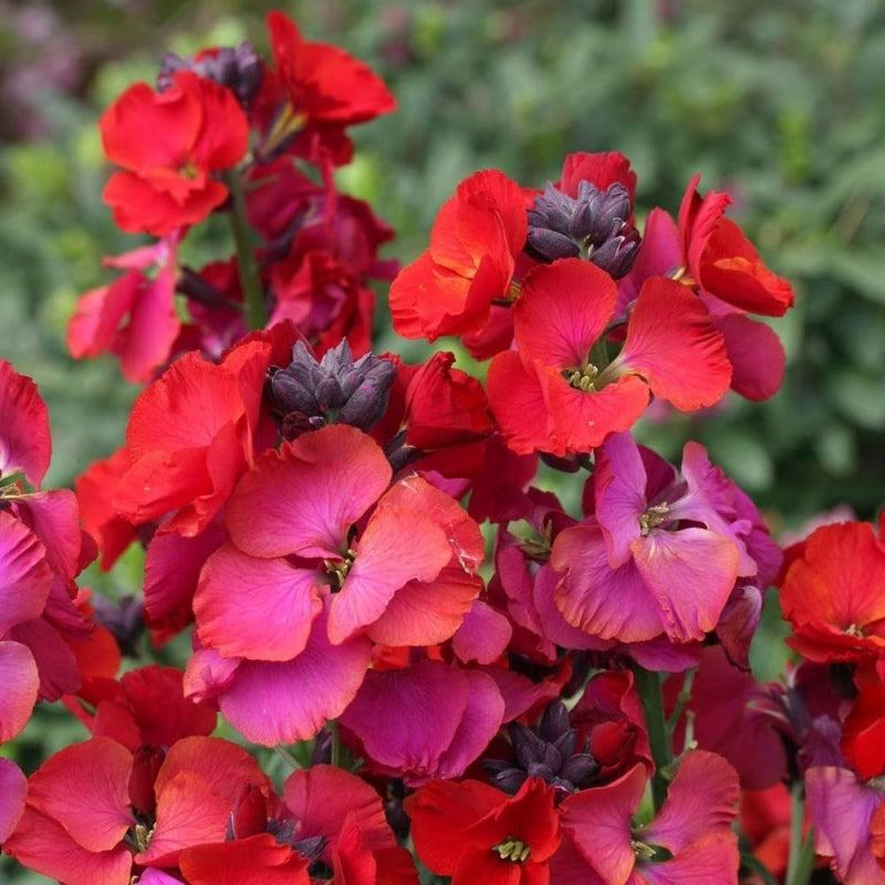 Erysimum Red Jep close up of red and mauve erysimum flowers 3