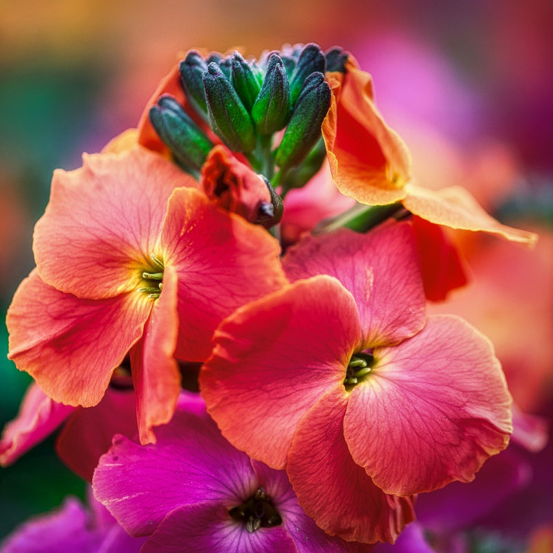 Erysimum Red Jep close up of red and mauve erysimum flowers  4