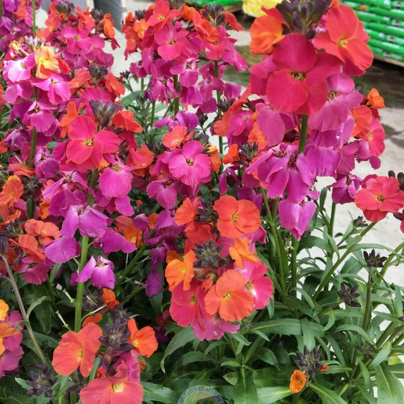 Erysimum Red Jep group of red and mauve erysimum flowers on green background 5
