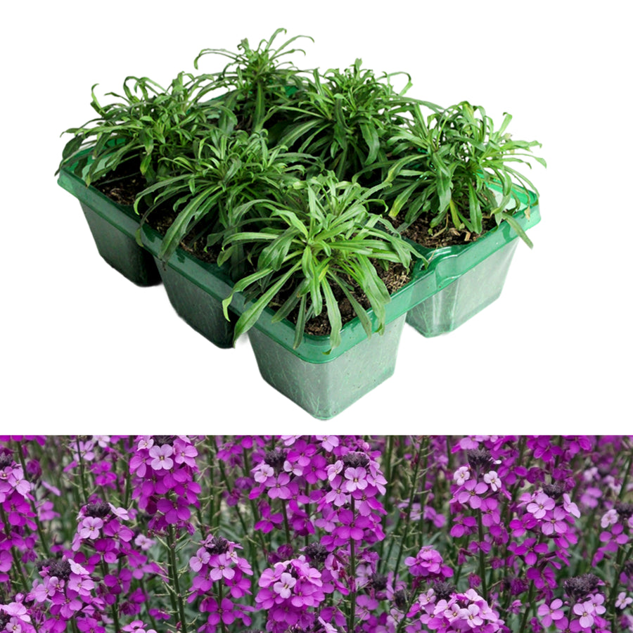 Erysimum Bowles Mauve Jumbo Plants carry pack of 6 plants on white background 1