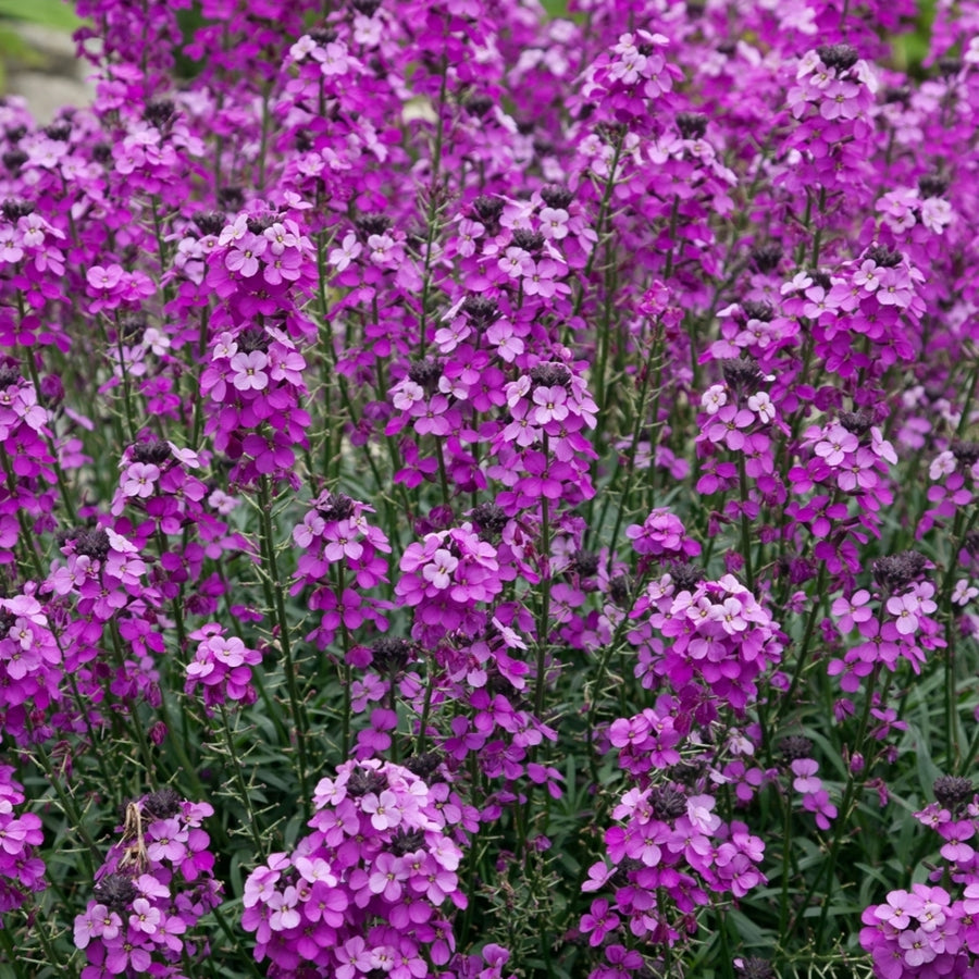 Erysimum Bowles Mauve Jumbo Plants group of erysium bowles mauve flowers 2